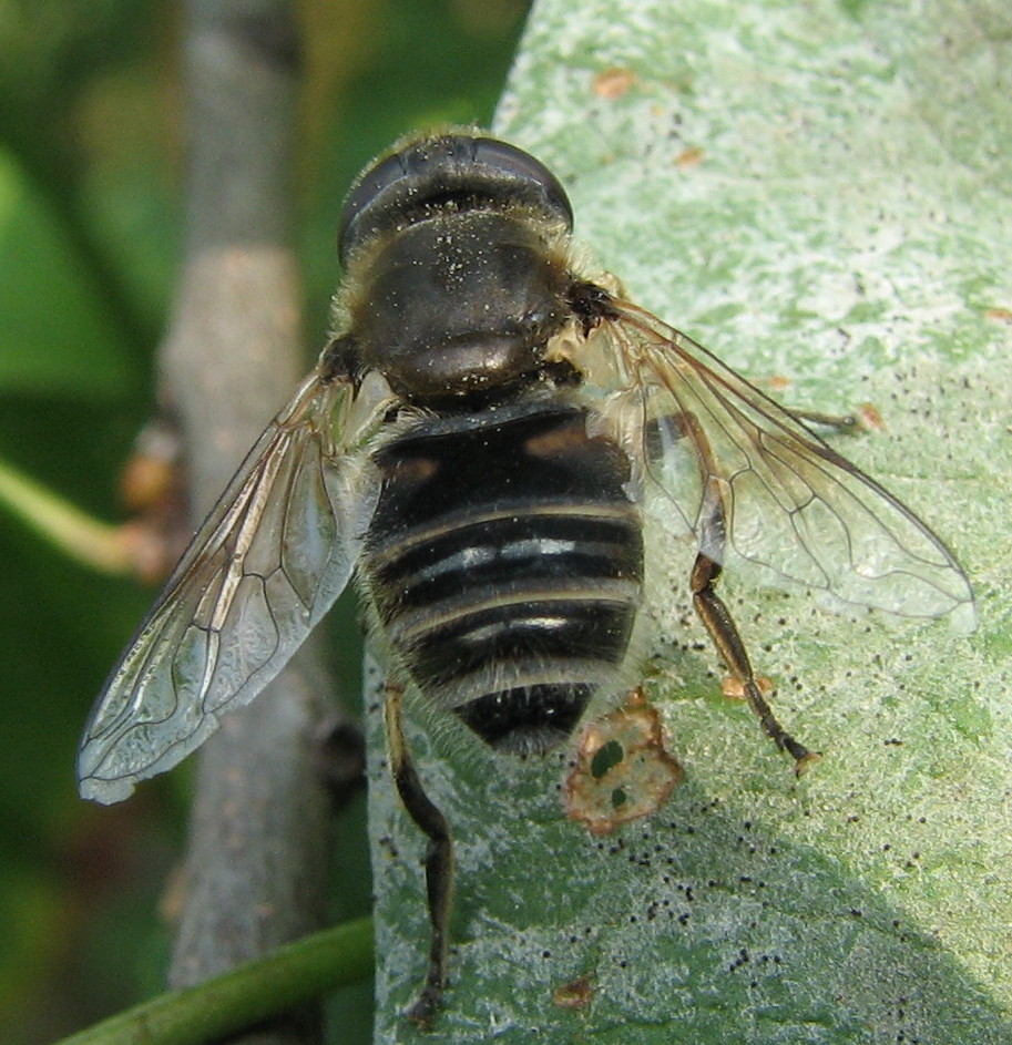 Eristalis sp. (Syrphidae)